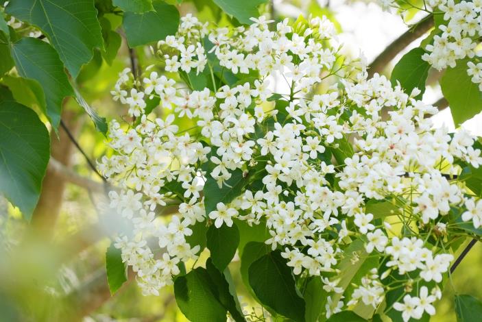 0 桐花花況正好 吸引民眾出門踏青 (5).JPG