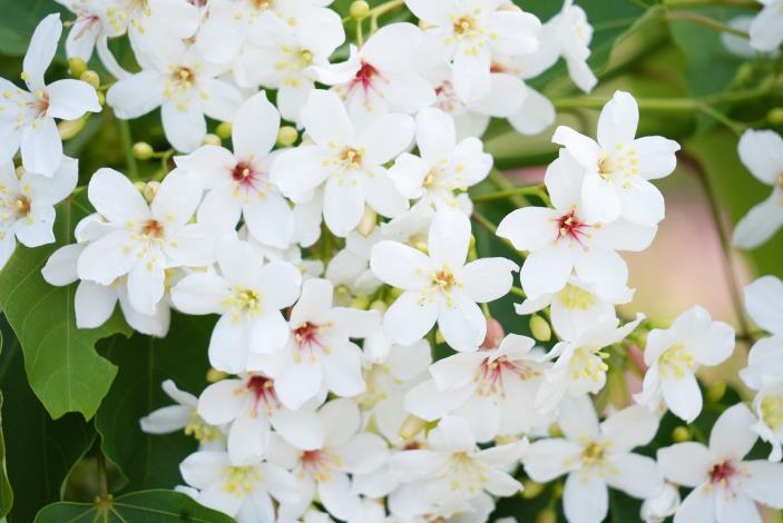 0 桐花花況正好 吸引民眾出門踏青 (4).JPG