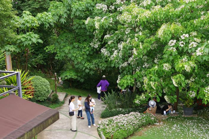 0 桐花花況正好 吸引民眾出門踏青 (1).JPG