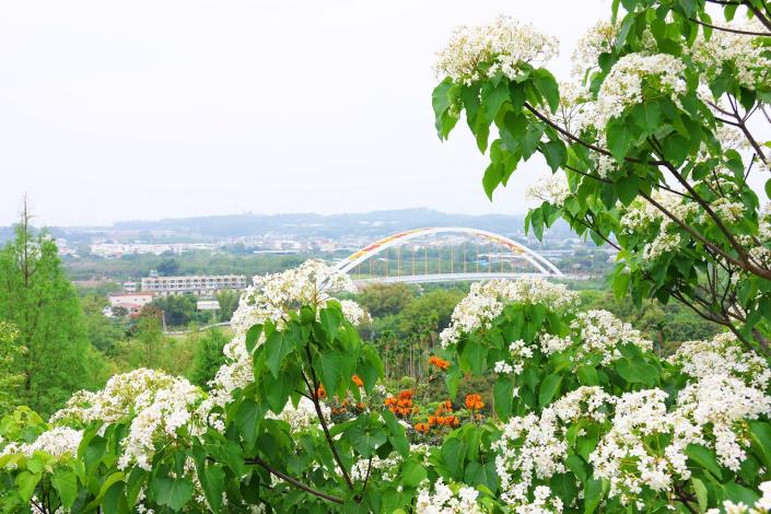 0 桐花花況正好 吸引民眾出門踏青 (3).JPG