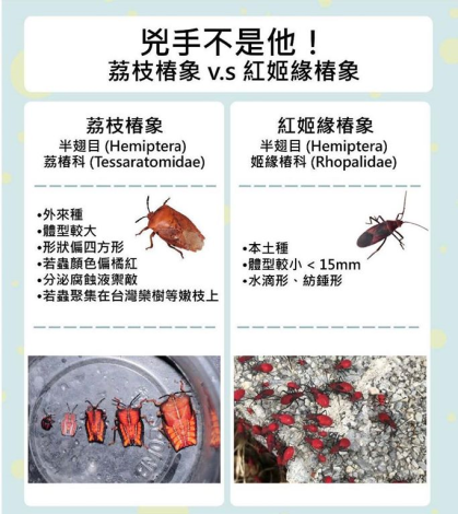 民眾常把「紅姬緣椿象」和荔枝椿象混淆