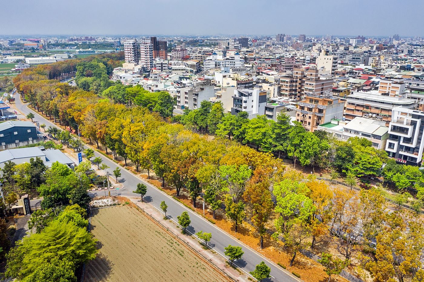 翠綠、金黃、紅褐色彩繽紛全台最美桃花心木廊道嘉義市世賢路季節限定美景開跑