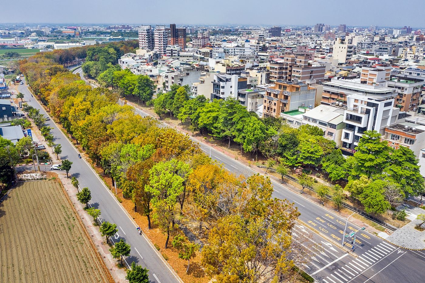 翠綠、金黃、紅褐色彩繽紛全台最美桃花心木廊道嘉義市世賢路季節限定美景開跑
