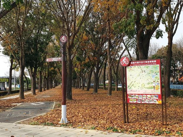 世賢路自行車道正值桃花心木落葉期
