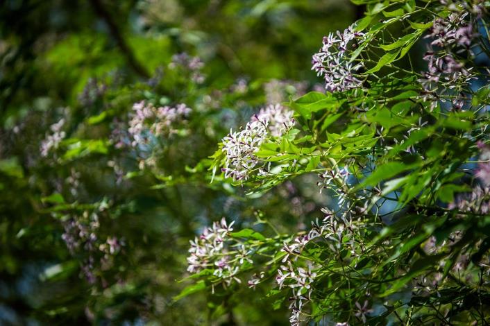 1 北香湖公園  滿樹皆花的苦楝.JPG