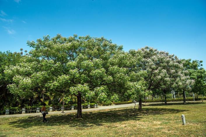 4 北香湖公園  滿樹皆花的苦楝.JPG