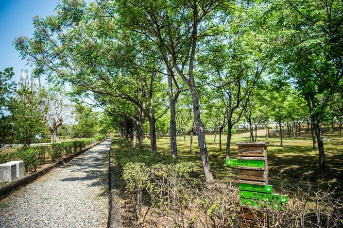 3 北香湖公園  滿樹皆花的苦楝.JPG