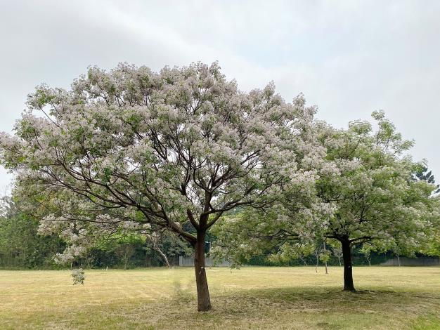 5 北香湖公園苦楝.JPG