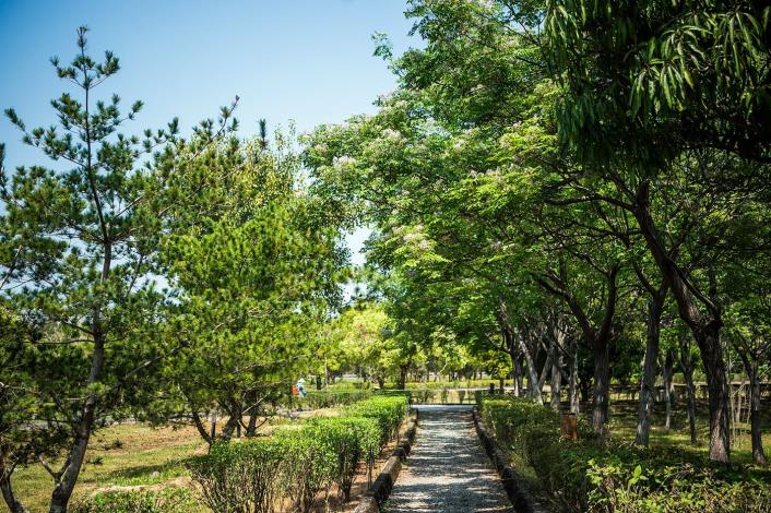 2 北香湖公園  滿樹皆花的苦楝.JPG