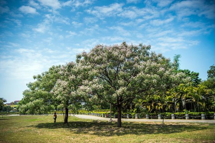1 北香湖公園 滿樹皆花的苦楝 (2).JPG