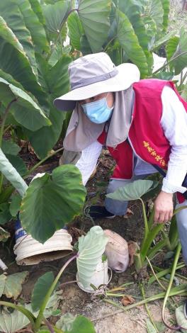 0_菜園儲水容器清理