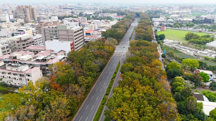 0_世賢路上桃花心木