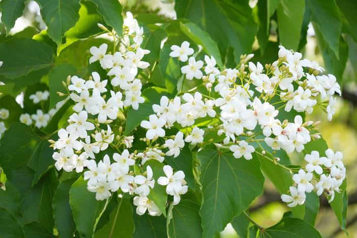 0_預計週末花況最美！ 嘉義市「花見幸福‧抵嘉桐聚」4月19、20浪漫登場 (2).JPG