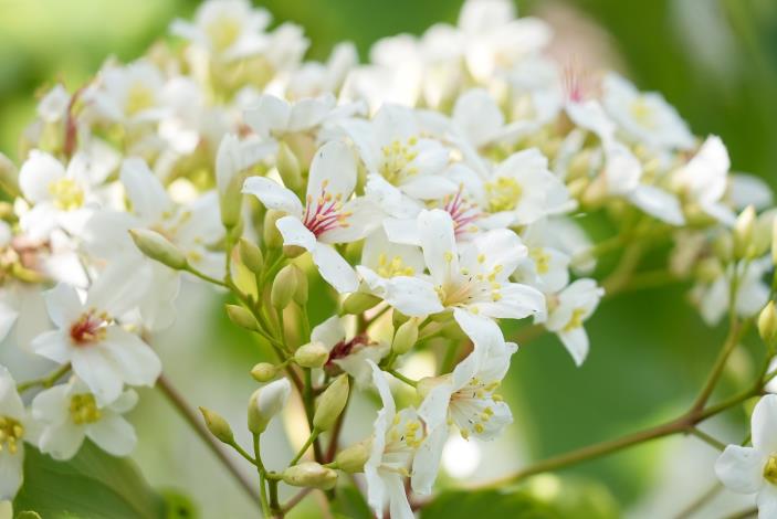 0_預計週末花況最美！ 嘉義市「花見幸福‧抵嘉桐聚」4月19、20浪漫登場 (3).JPG