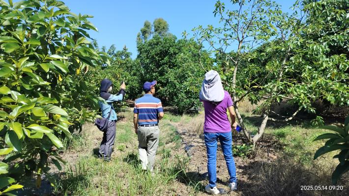嘉義市即日起受理【荔枝及酪梨】114年3月低溫農業天然災害現金救助申請