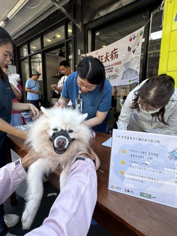 0_嘉義市115年犬貓絕育 狂犬病疫苗補助同步開跑