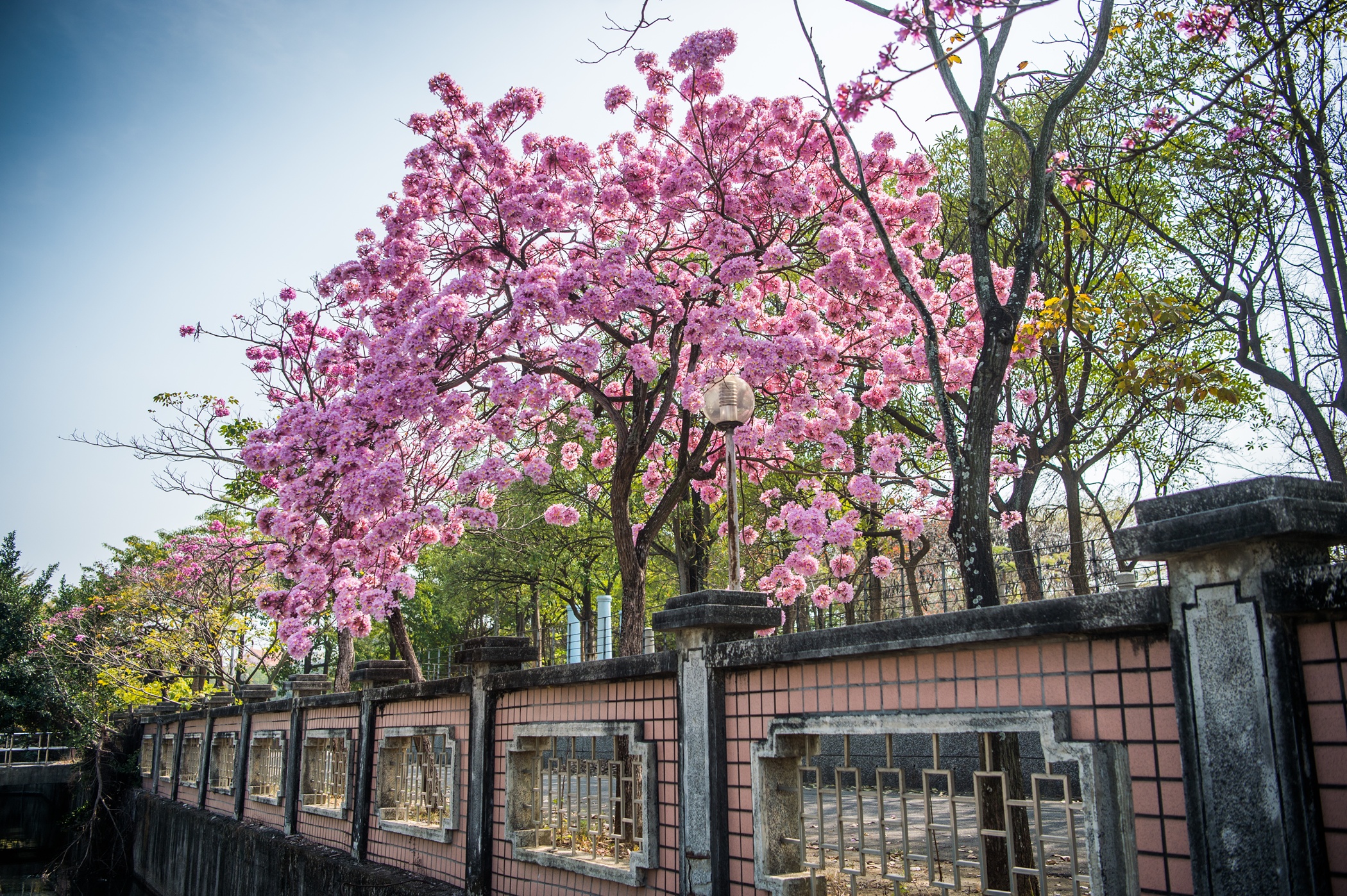 圖片來源：嘉義市政府