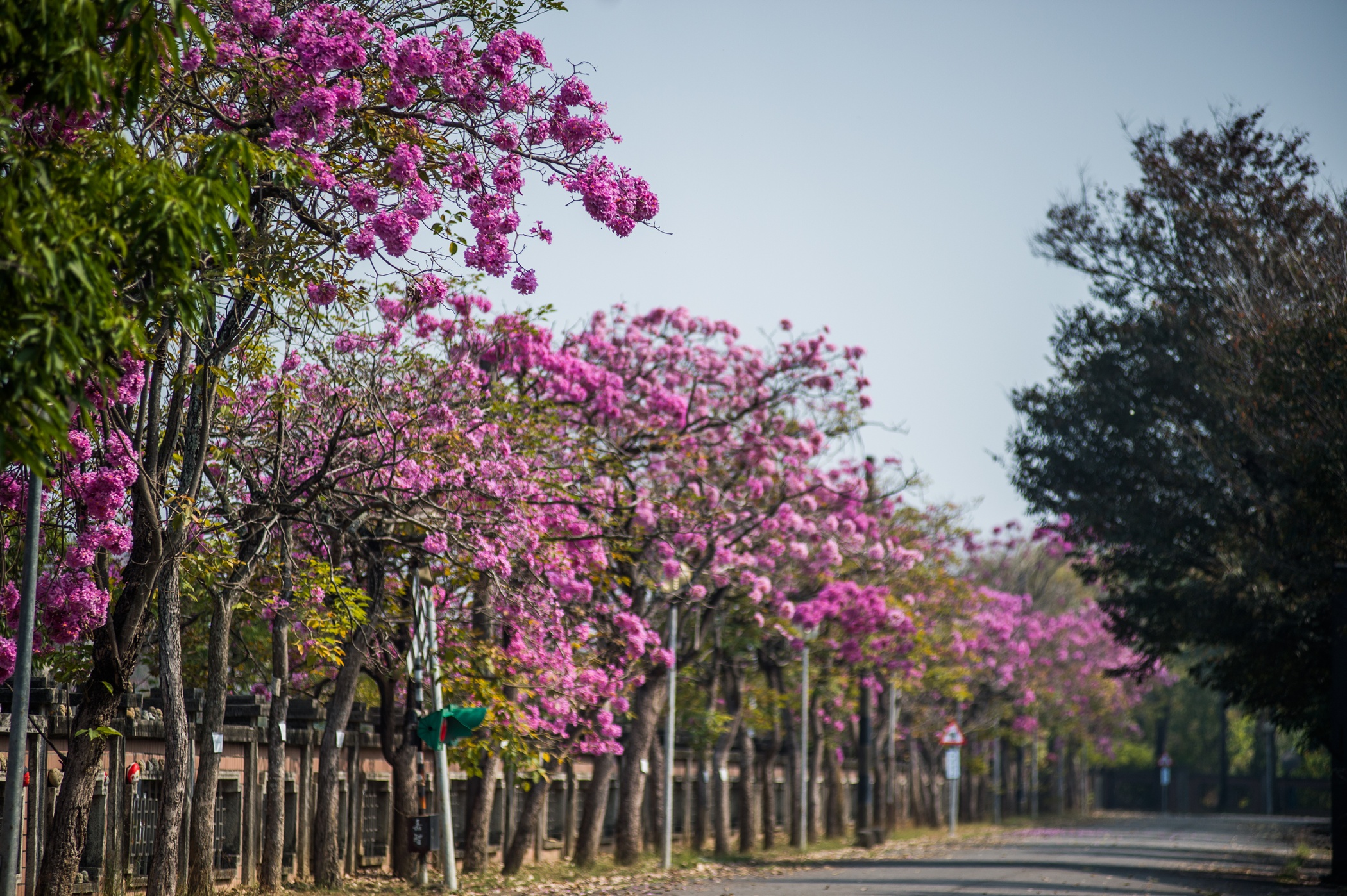 圖片來源：嘉義市政府