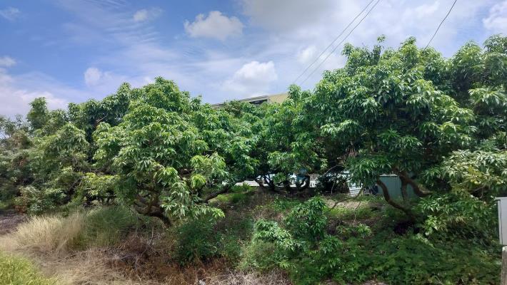 荔枝減產有補助！嘉義市即日起受理天然災害現金救助