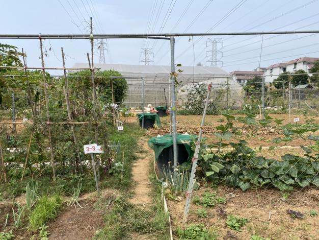 落實清除登革熱孳生源照片共7張