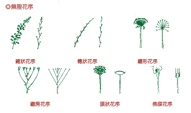 無限花序