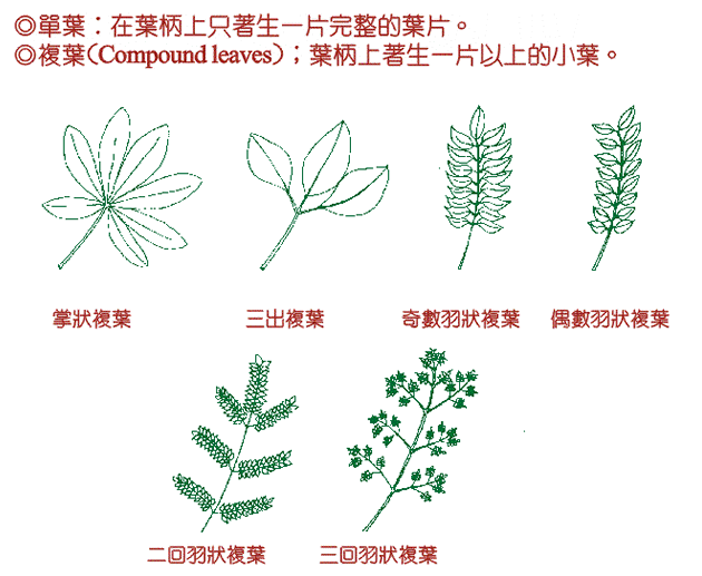 複葉的型態