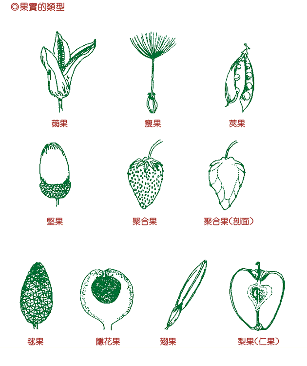 果實的類型