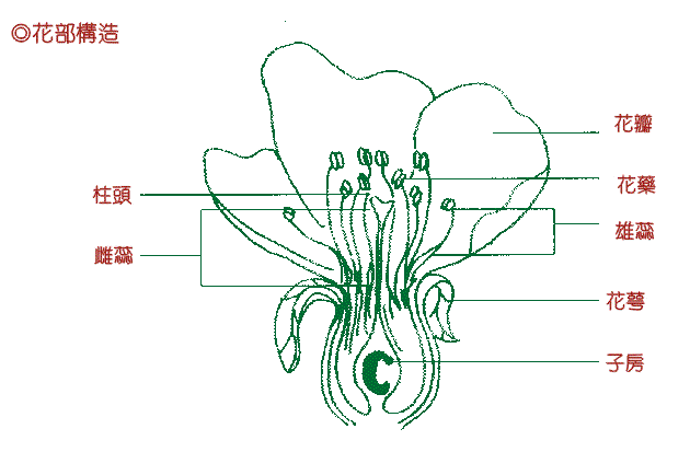 花部的構造