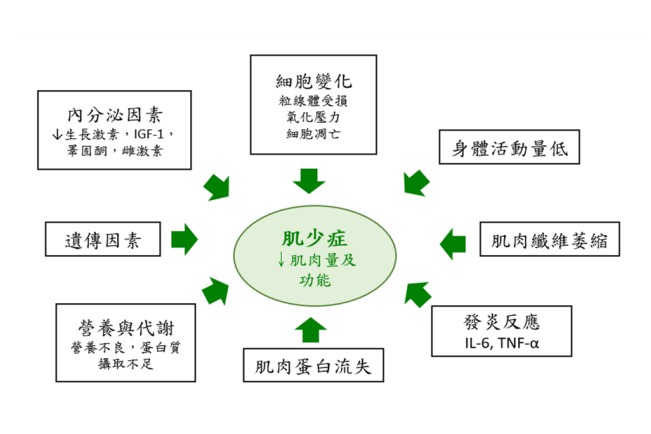 肌少症的成因